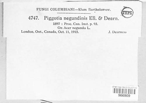 Piggotia negundinis image